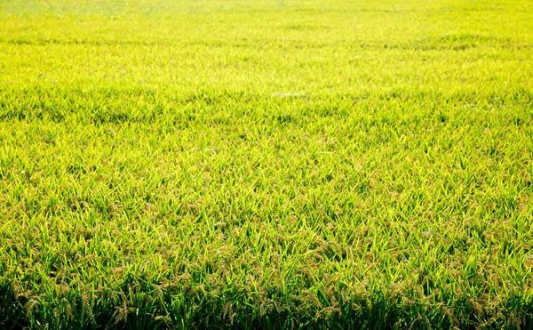 Campos de arroz de cereais com espigas maduras — Fotografia de Stock