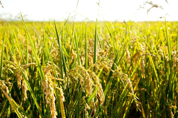 Spannmål ris områden med mogen spikar — Stockfoto