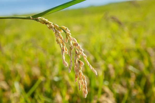 麦片稻田与成熟的峰值 — 图库照片