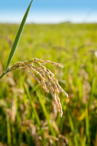 Graan rijstvelden met rijpe spikes — Stockfoto