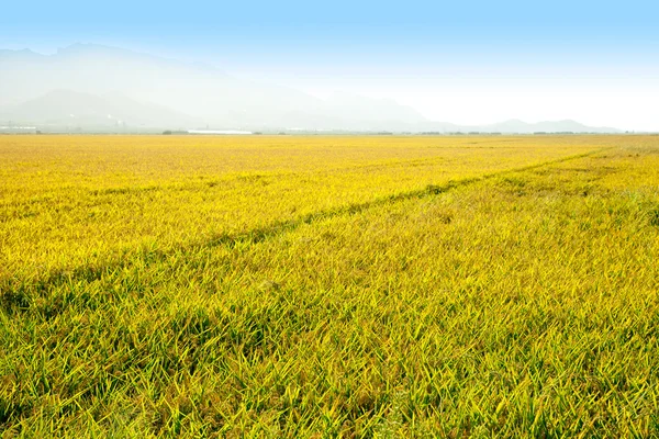 Getreide-Reisfelder mit reifen Ähren in Valencia — Stockfoto