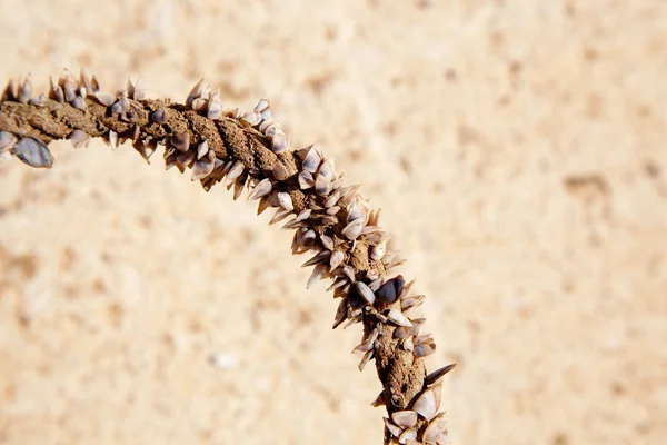 フジツボ海洋ロープで成長しています。 — ストック写真