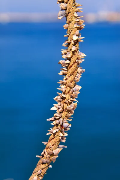 Barnacles 해양 로프에 성장 — 스톡 사진