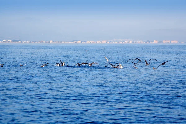 Gaviotas marinas azules cazando peces sardinas — Foto de Stock