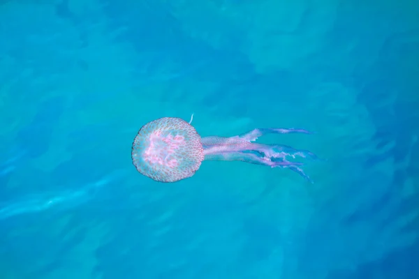 Jelly fish luminiscent pelagia noctiluca — Stock Photo, Image