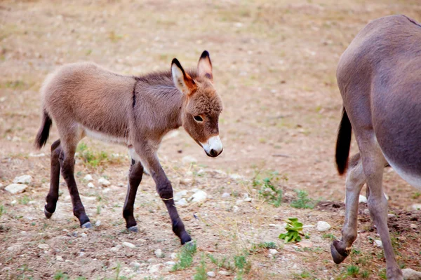 Baby donkey mule with mother — Stock Photo, Image