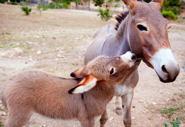 Baby åsna mula med mamma — Stockfoto