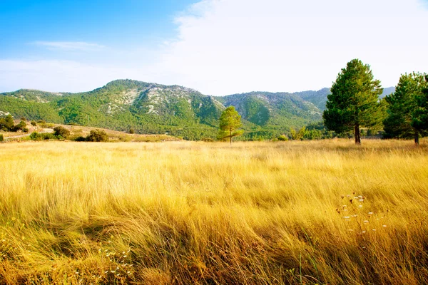 Campo de hierba dorada con montañas de pinos — Foto de Stock