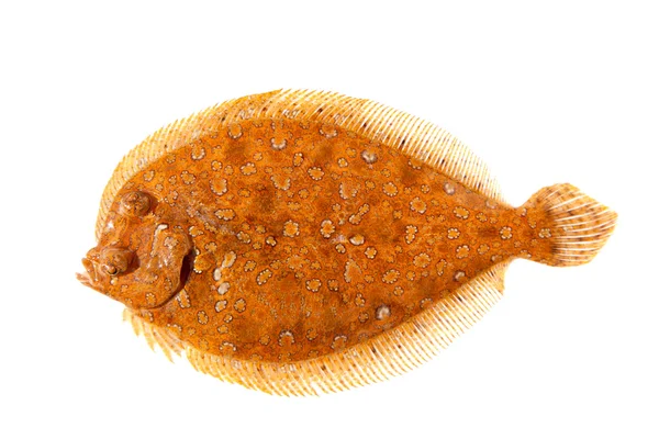 Trubot peixe Psetta maxima isolado em branco — Fotografia de Stock