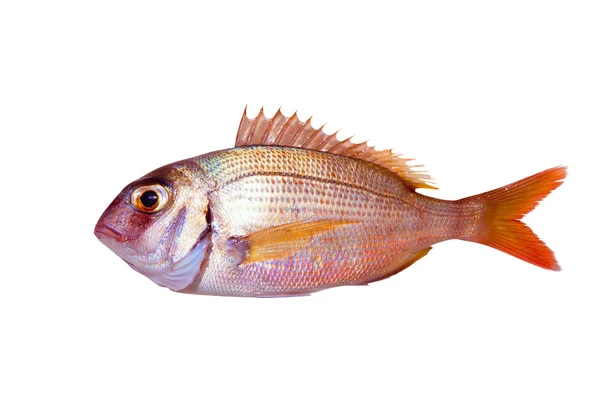 Gemensamma havsruda pagrus fisk isolerade — Stockfoto