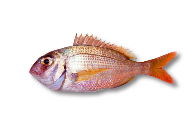 Gemensamma havsruda pagrus fisk isolerade — Stockfoto