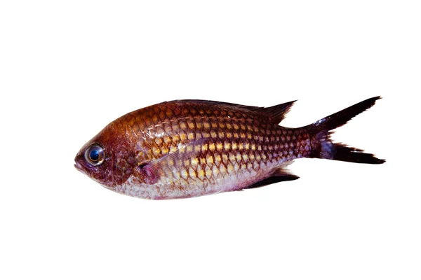Cromis cromado Damegoísta rock fish isolado — Fotografia de Stock