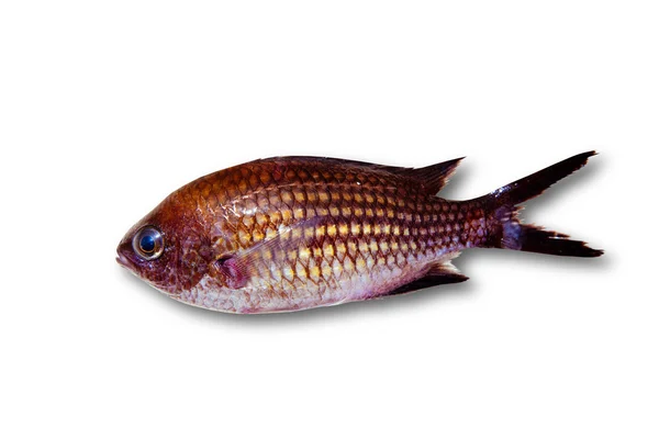 Chromis chromis Damselfish rock fish isolated — Stock Photo, Image