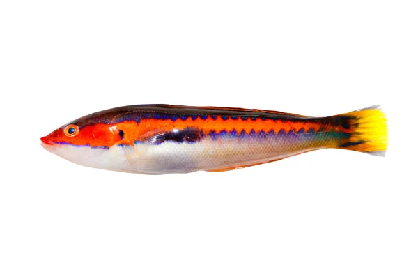 Coris julis poisson Rainbow Wrasse isolé blanc — Photo