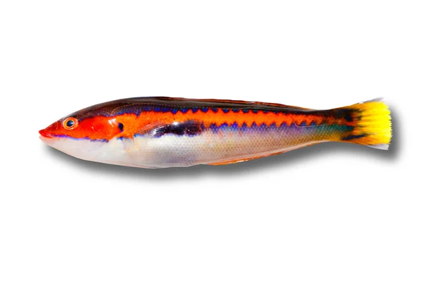 Coris julis fisch regenbogenlippfisch aus dem mediterranen — Stockfoto
