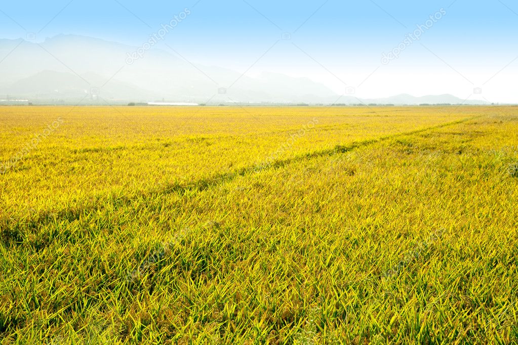 Cereal rice fields with ripe spikes in Valencia