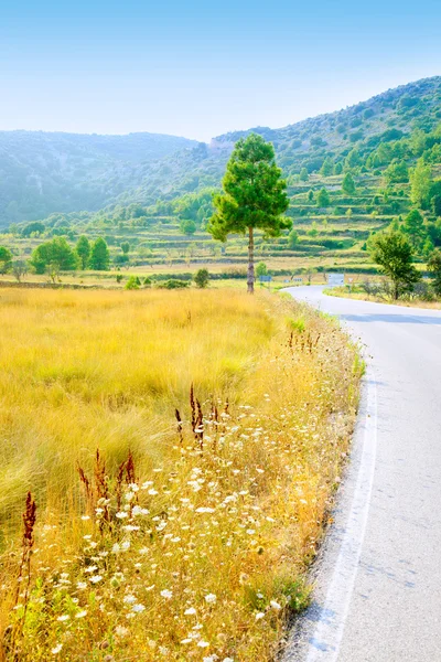 Campo de hierba dorada cerca de frontera carretera — Foto de Stock