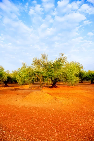 Оливковые деревья в красной почве Испании — стоковое фото