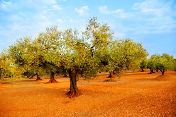 Olivenbaumfelder in roter Erde in Spanien — Stockfoto
