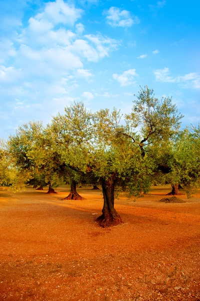 Olivenbaumfelder in roter Erde in Spanien — Stockfoto
