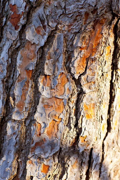 Corteza de pino textura del tronco — Foto de Stock