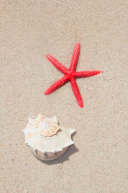 Seashell and starfish in white sand beach clipart