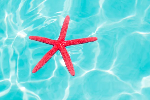 Mükemmel tropikal denizde yüzen kırmızı deniz yıldızı — Stok fotoğraf