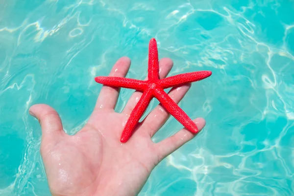 Estrela-do-mar vermelha na mão humana flutuando — Fotografia de Stock