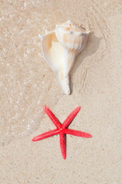 Concha e estrela do mar na praia de areia branca — Fotografia de Stock