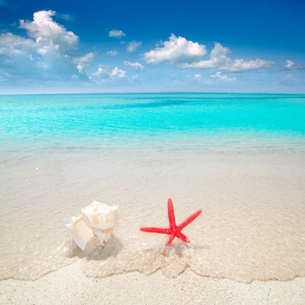 海星和热带海滩贝壳 — 图库照片