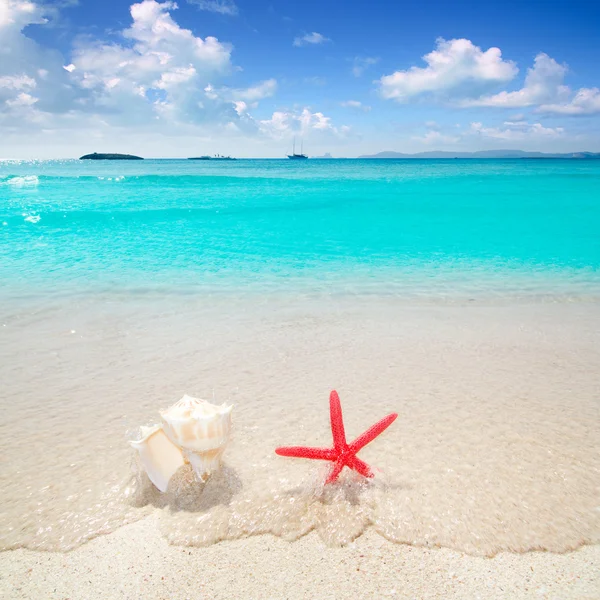 Rozgwiazdy i muszla w tropikalnej plaży — Zdjęcie stockowe