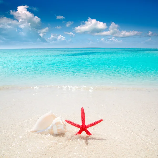 Starfish e concha na praia tropical — Fotografia de Stock