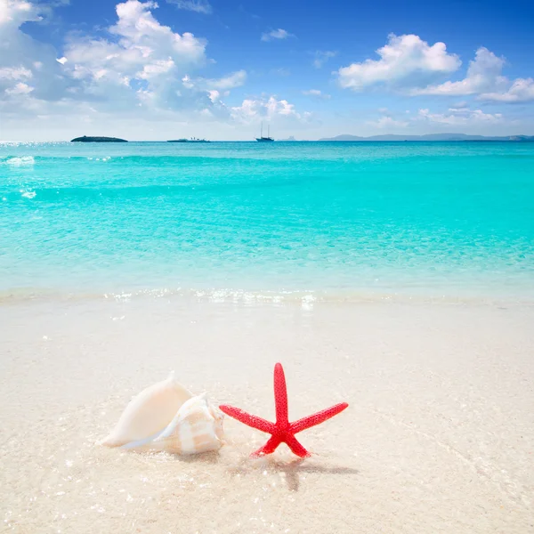 Starfish and seashell in tropical beach — Stock Photo, Image