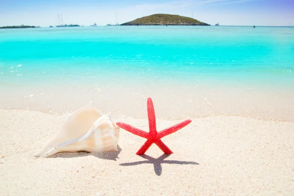 Морская звезда и ракушка на тропическом пляже — стоковое фото