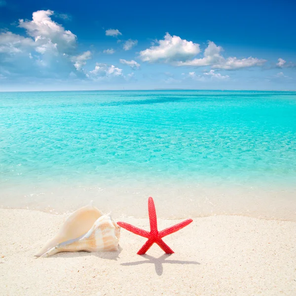 Starfish and seashell in tropical beach — Stock Photo, Image
