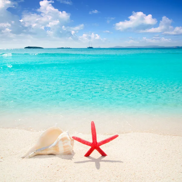 Starfish e concha na praia tropical — Fotografia de Stock
