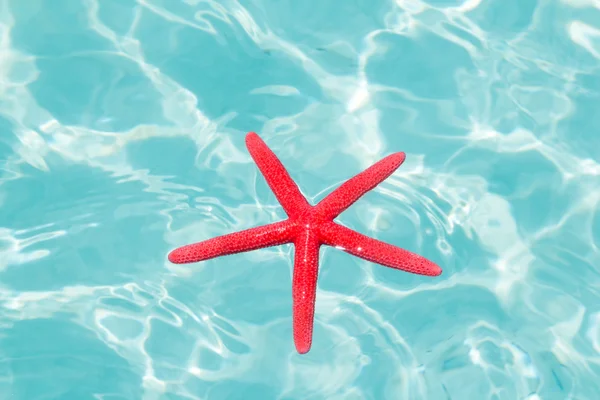 Red starfish floating on perfect tropical sea — Stock Photo, Image