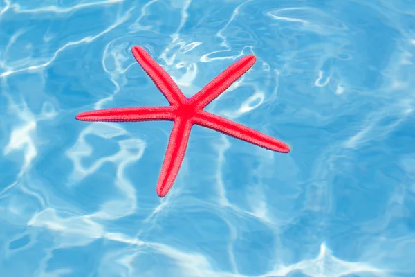 Vörös csillag a tökéletes trópusi tenger úszó — Stock Fotó