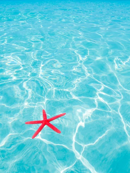 Rode starfish drijvend op perfecte tropische zee — Stockfoto