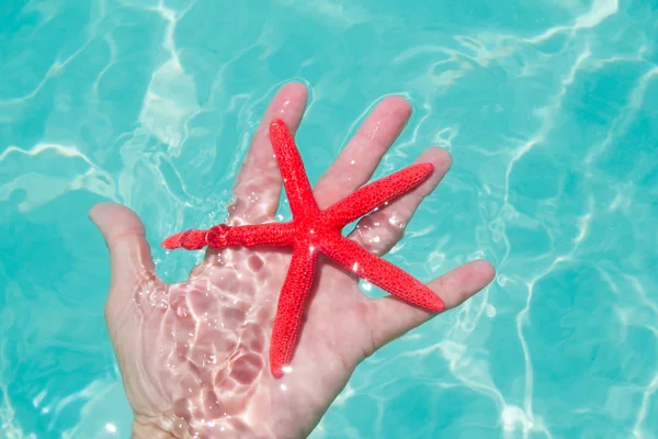 Insan eli yüzen içinde kırmızı deniz yıldızı — Stok fotoğraf