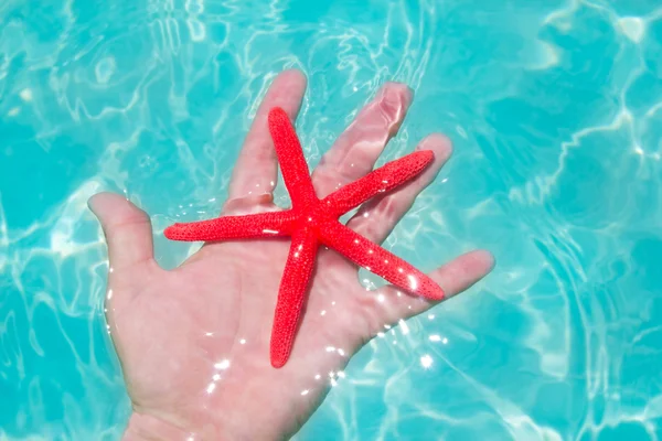 Röd sjöstjärna i mänsklig hand flytande — Stockfoto