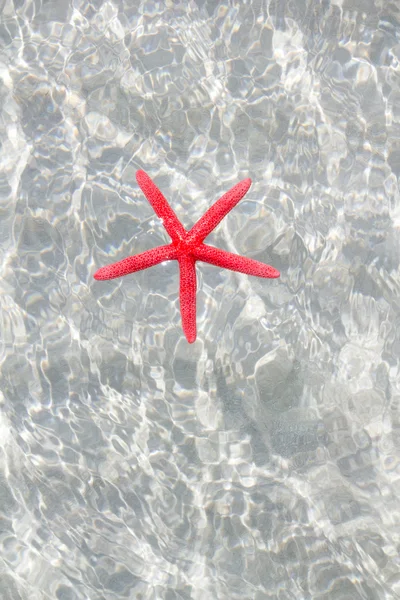 Yüzen kırmızı deniz yıldızı beyaz kum plaj — Stok fotoğraf