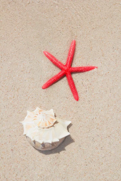 Seashell en starfish in wit zand strand — Stockfoto