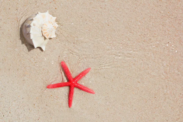 Seashell and starfish in white sand beach — Stock Photo, Image