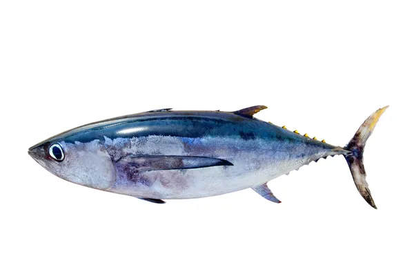 Tuńczyk tuńczyk thunnus alalunga ryb na białym tle — Zdjęcie stockowe