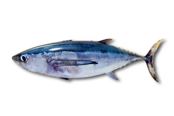 Albacore orkinos thunnus alalunga balık izole — Stok fotoğraf