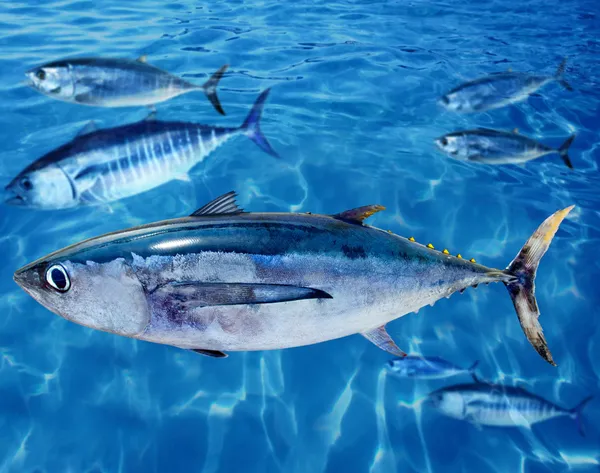 Albacore Thunnus alalunga peixe e atum rabilho — Fotografia de Stock