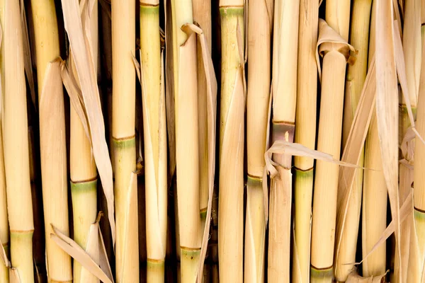 Suikerriet textuur gebruikt als hek of zonnedak — Stockfoto