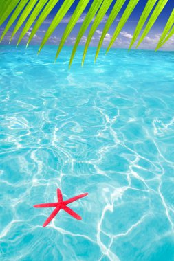 Starfish as summer symbol in tropical beach clipart