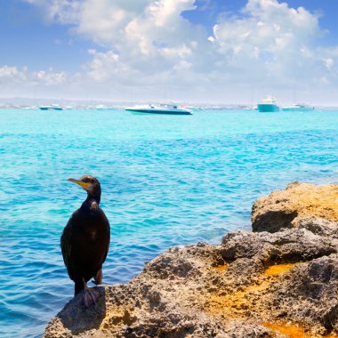 Cormoran kuş la savina yakınındaki kayalarda formentera